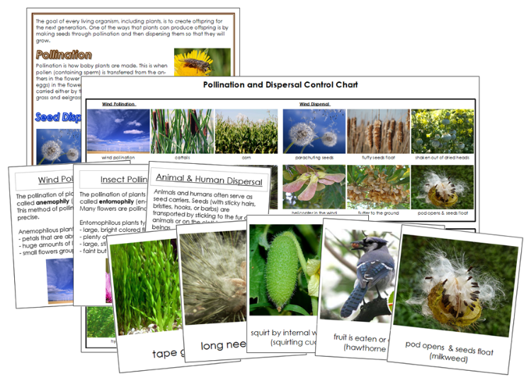 Pollination and Seed Dispersal Information, Picture Cards and Charts - Montessori Print Shop Digital Download 