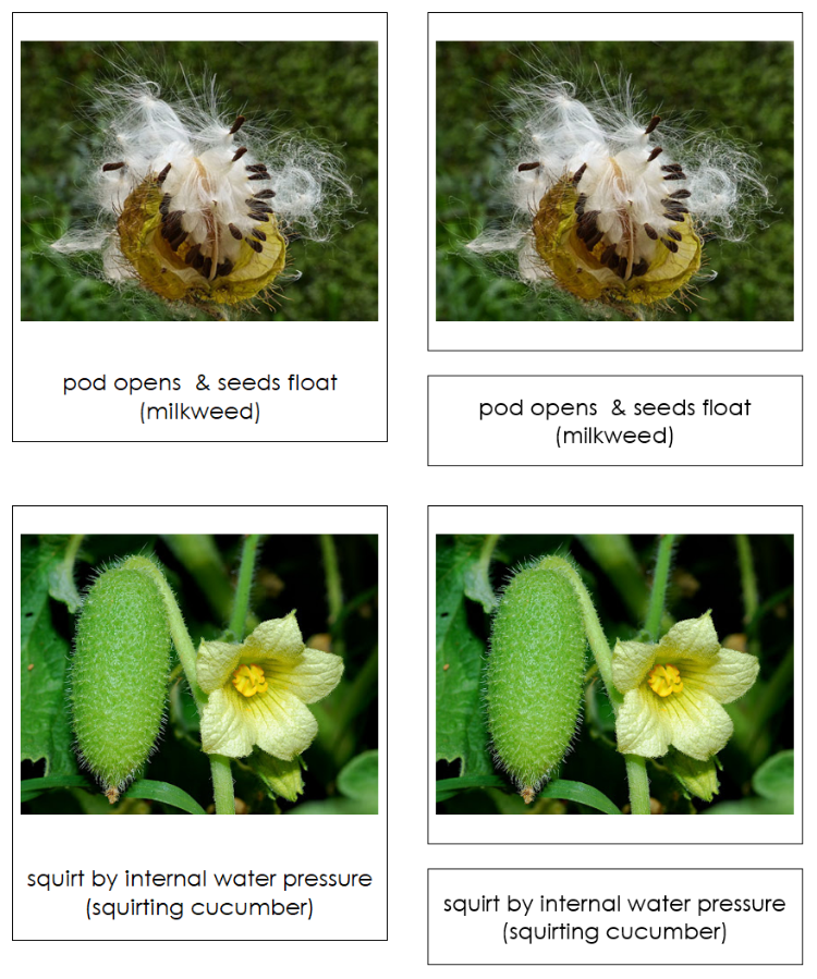 plants seed dispersal Pollination & Seed Dispersal