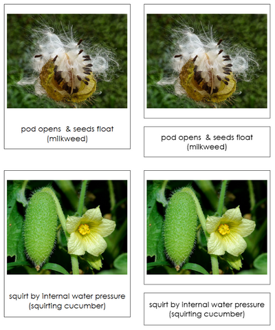 private life of plants seed dispersal Pollination & Seed Dispersal