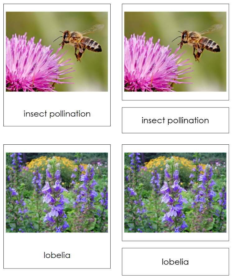 Pollination and Seed Dispersal Information, Picture Cards and Charts - Montessori Print Shop Digital Download 