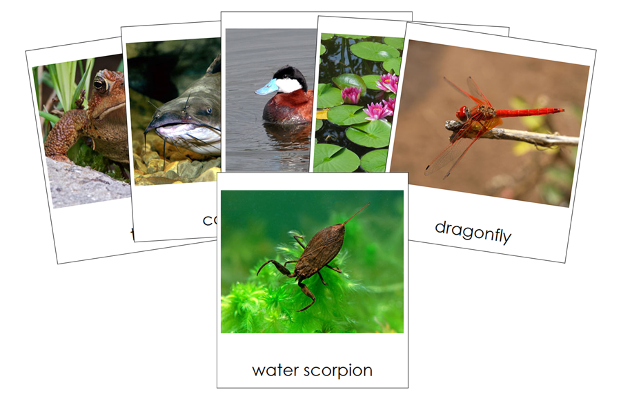 Types of Pond Life 3-Part Cards by Montessori Print Shop