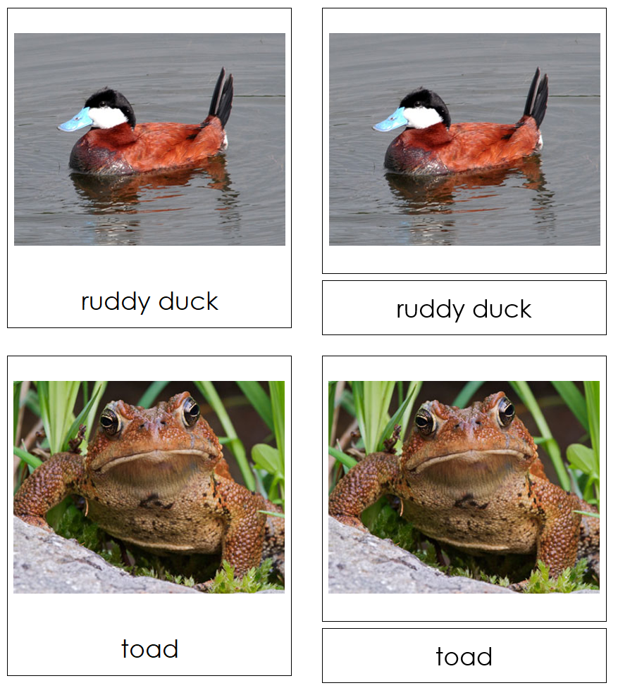 Types of Pond Life 3-Part Cards by Montessori Print Shop