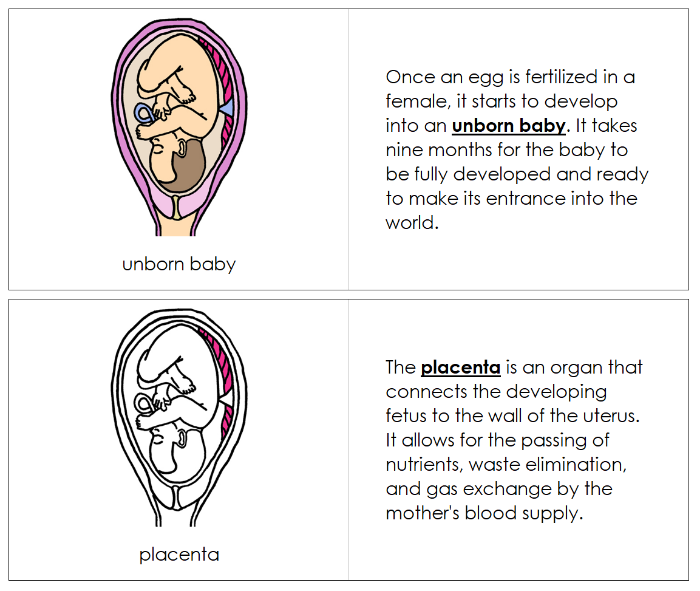 Pregnancy Nomenclature Book - Montessori Print Shop Digital Download