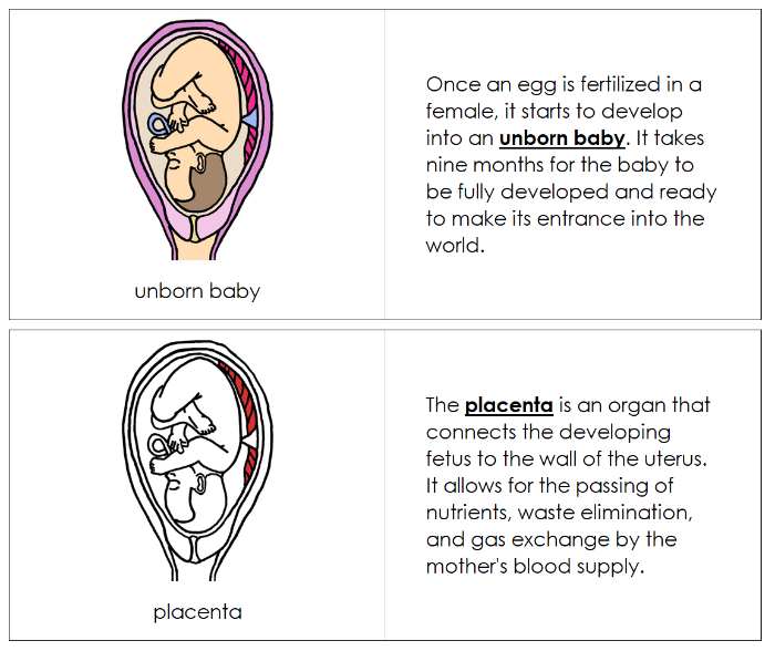 Pregnancy Nomenclature Book (red) - Montessori Print Shop Digital Download