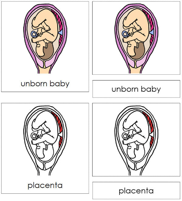 Pregnancy Nomenclature Cards (red) - Montessori Print Shop Digital Download