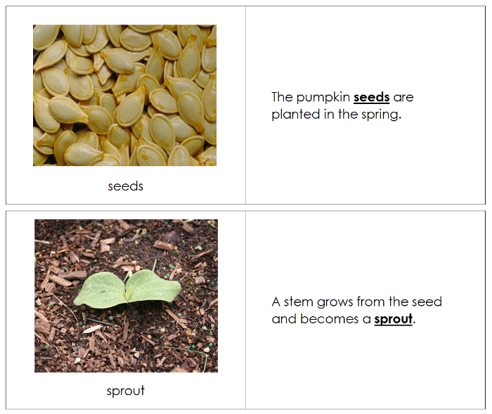 Pumpkin Life Cycle Nomenclature Book - Montessori Print Shop Digital Download