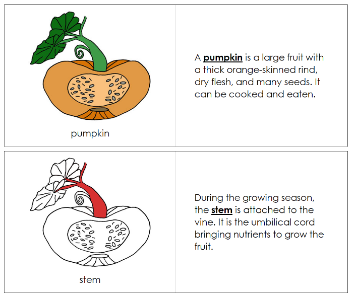 Parts of a Pumpkin Nomenclature Book (red) - Montessori Print Shop Digital Download