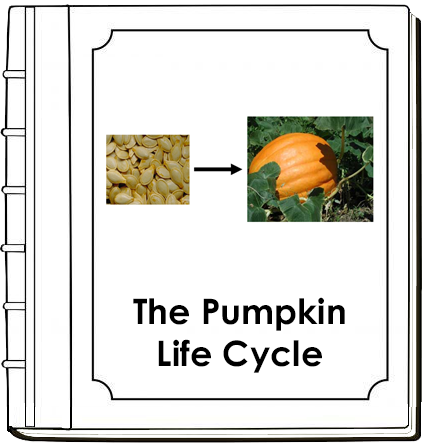 Pumpkin Life Cycle Book - Toddler - Montessori Print Shop Digital Download