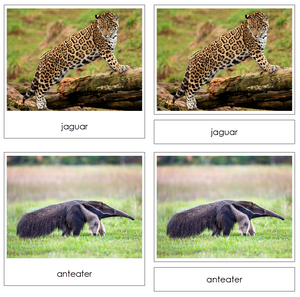 Rainforest Safari Toob Cards - Montessori Digital Download - Montessori ...