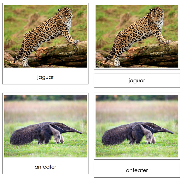 Rainforest Safari Toob Cards - Montessori Print Shop Digital Download