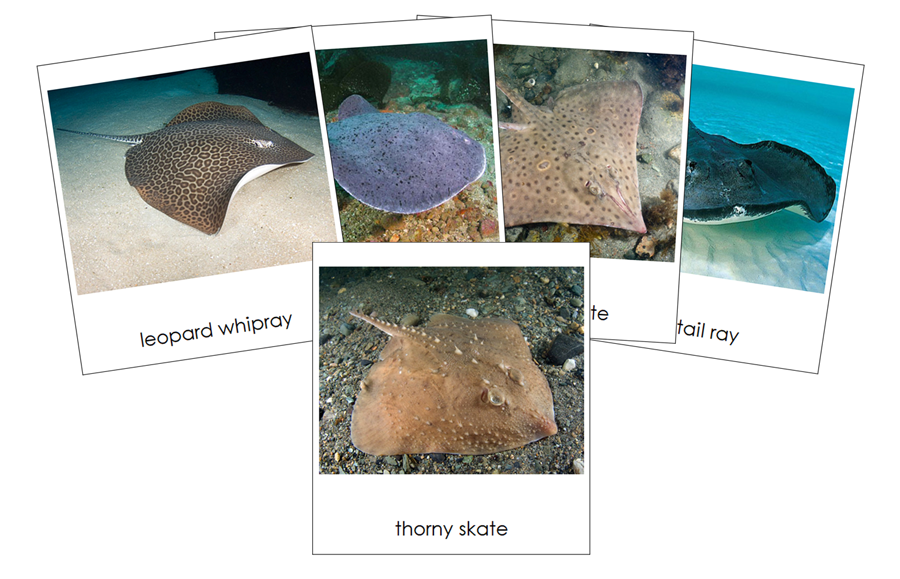 Types of Rays and Skates 3-Part Cards by Montessori Print Shop