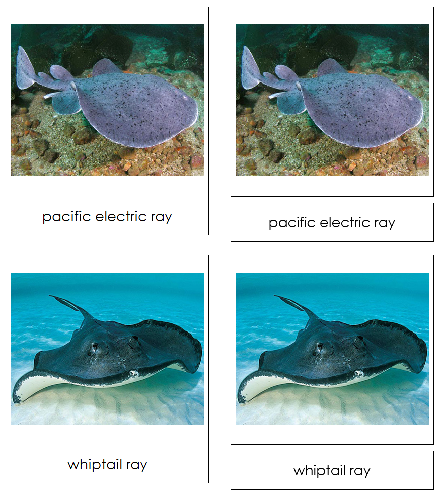 Types of Rays and Skates 3-Part Cards by Montessori Print Shop