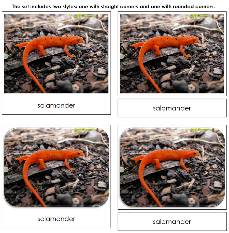 River - Safari Toob Cards by Montessori Print Shop