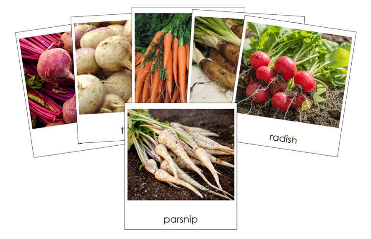 Types of Root Vegetables 3-Part Classified Cards - Montessori Print Shop Digital Download