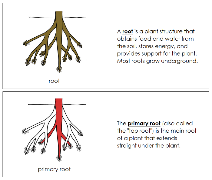 Parts of a Root Nomenclature Book (red) - Montessori Print Shop Digital Download