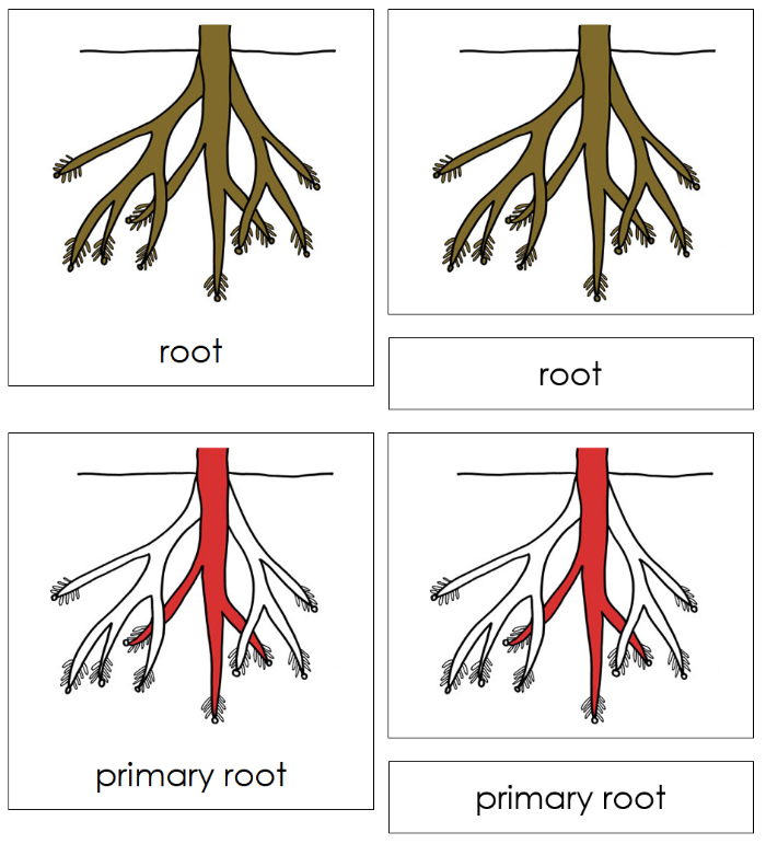 Root Nomenclature Cards (red) - Montessori Print Shop Digital Download