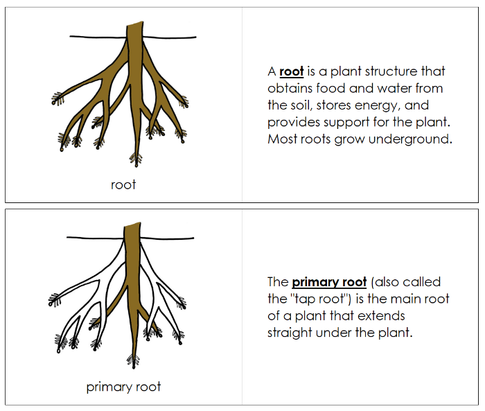 Parts of a Root Nomenclature Book - Montessori Print Shop Digital Download