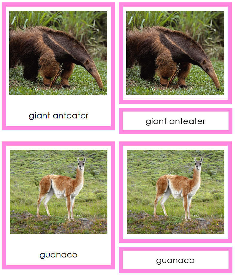 Animals of South America 3-Part Cards (color-coded) by Montessori Print Shop