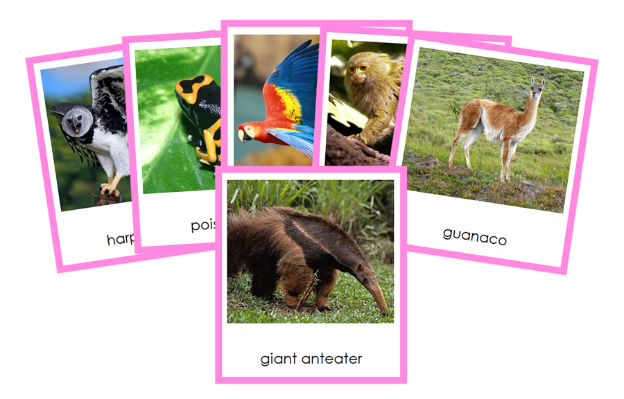 Animals of South America 3-Part Cards (color-coded) by Montessori Print Shop