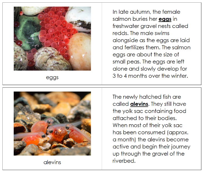 Salmon Life Cycle Nomenclature Book - Montessori Print Shop Digital Download
