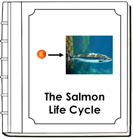 Salmon Life Cycle Nomenclature Book - Montessori Print Shop Digital Download