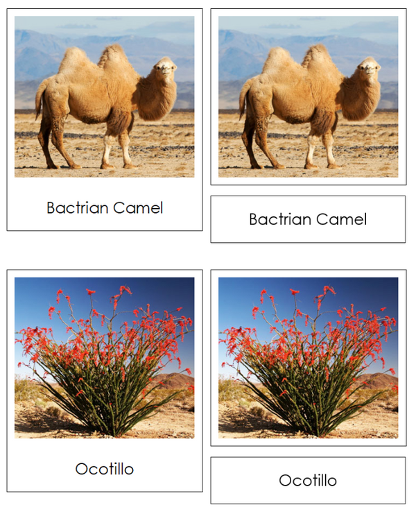 Biomes of the World - Montessori Print Shop Digital Download
