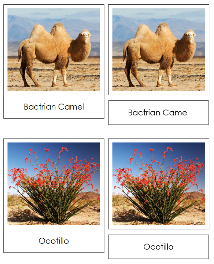 The Nine Biomes of the World Information, Cards, Chart, and Map - Montessori Print Shop Digital Download