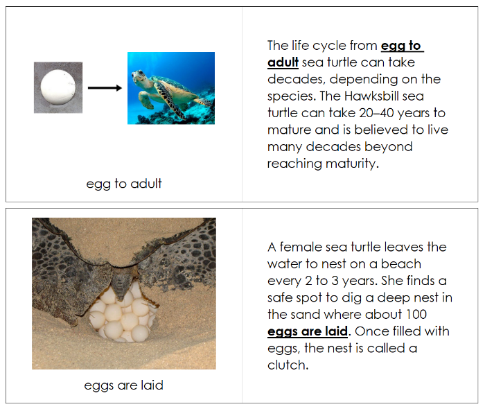 Sea Turtle Life Cycle Nomenclature Book - Montessori Print Shop Digital Download