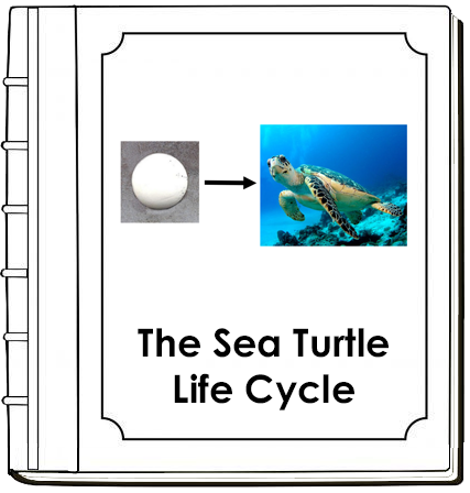 Sea Turtle Life Cycle Nomenclature Book - Montessori Print Shop Digital Download