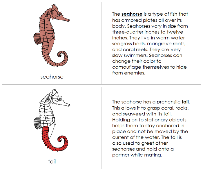 Parts of a Seahorse Nomenclature Book (red) - Montessori Print Shop Digital Download