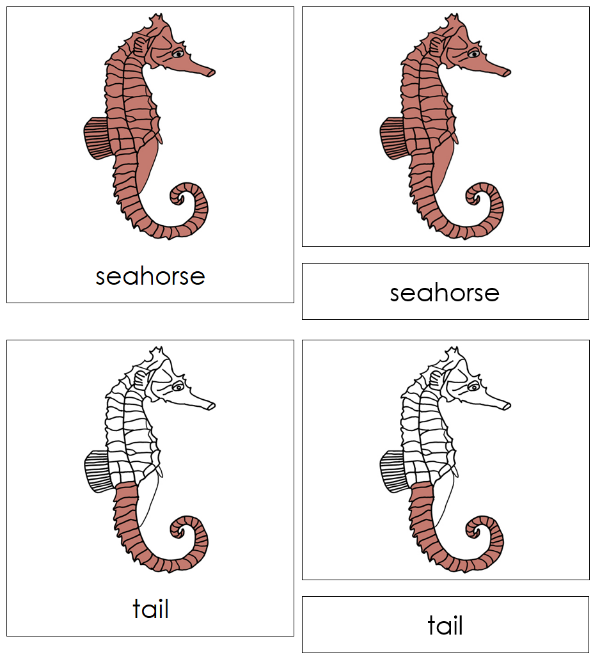 Parts of a Seahorse 3-Part Nomenclature Cards by Montessori Print Shop