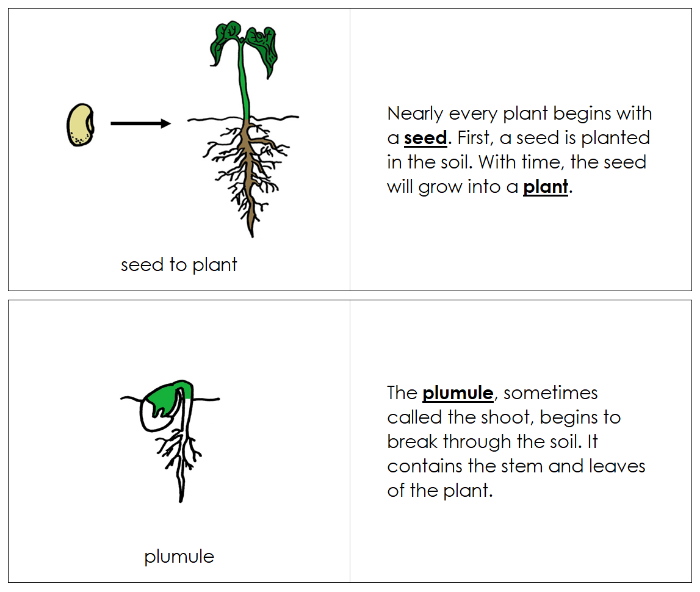 Seed to Plant Nomenclature Book - Montessori Print Shop Digital Download