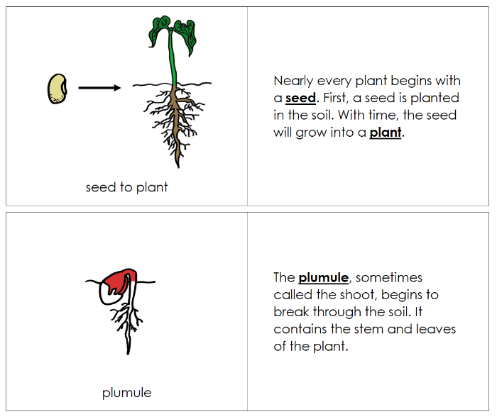 Seed to Plant  Life Cycle Nomenclature Book (red) - Montessori Print Shop Digital Download