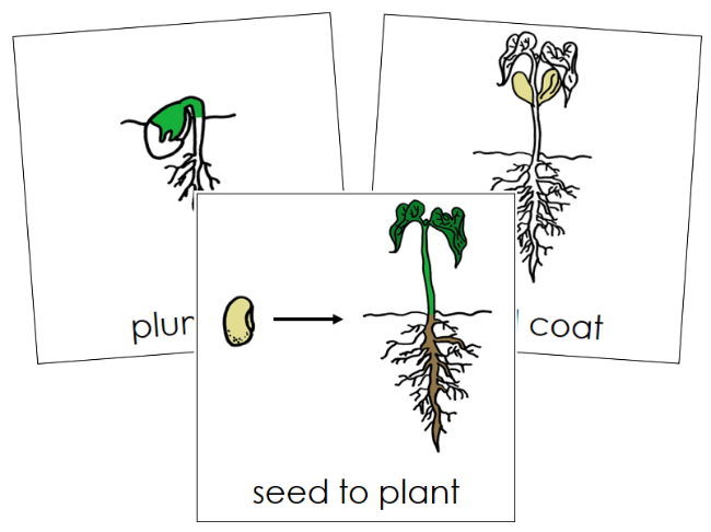 Seed to Plant 3-Part Nomenclature Cards - Montessori Print Shop Digital Download
