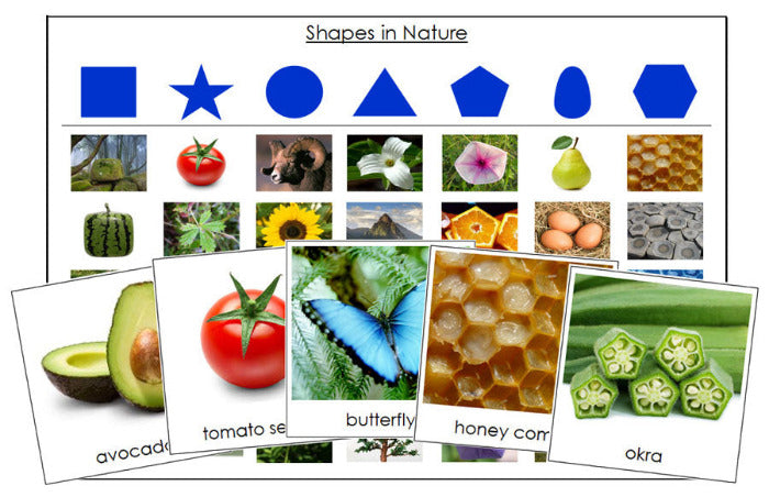 Shapes in Nature Sorting Cards - Montessori Print Shop Digital Download