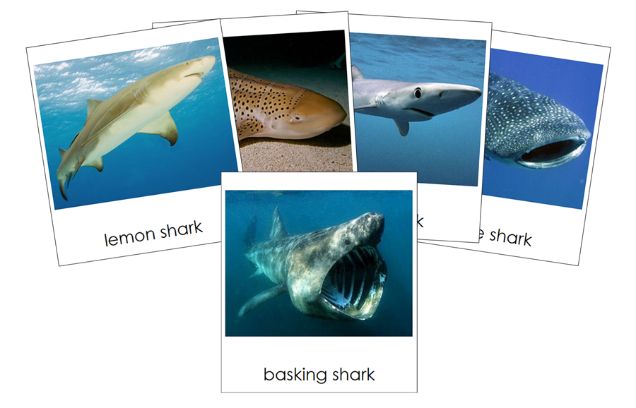 Types of Sharks 3-Part Cards by Montessori Print Shop