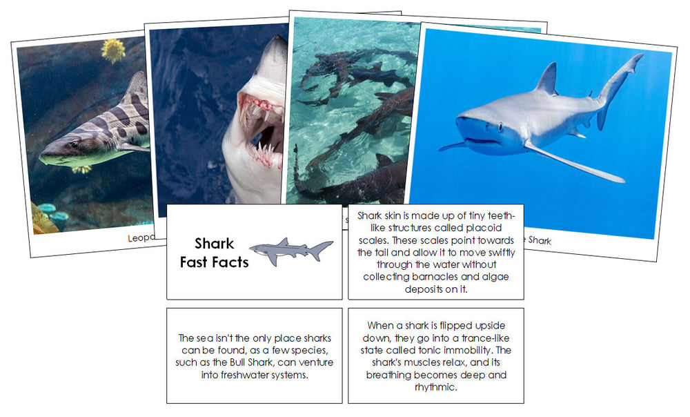 Shark Fast Facts & Pictures - Montessori Print Shop Digital Download