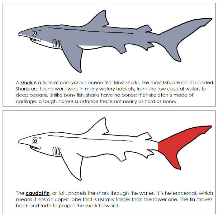 Parts of a Shark Nomenclature Book (red) - Montessori Print Shop Digital Download