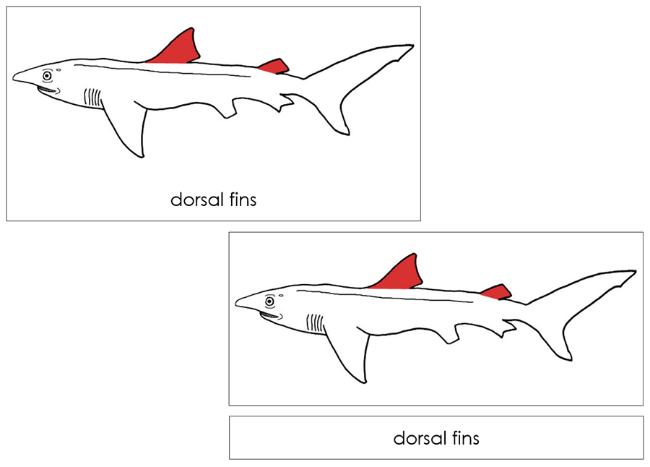 Parts of a Shark 3-Part Nomenclature Cards (red) by Montessori Print Shop