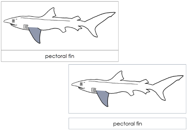 Parts of a Shark 3-Part Nomenclature Cards  by Montessori Print Shop