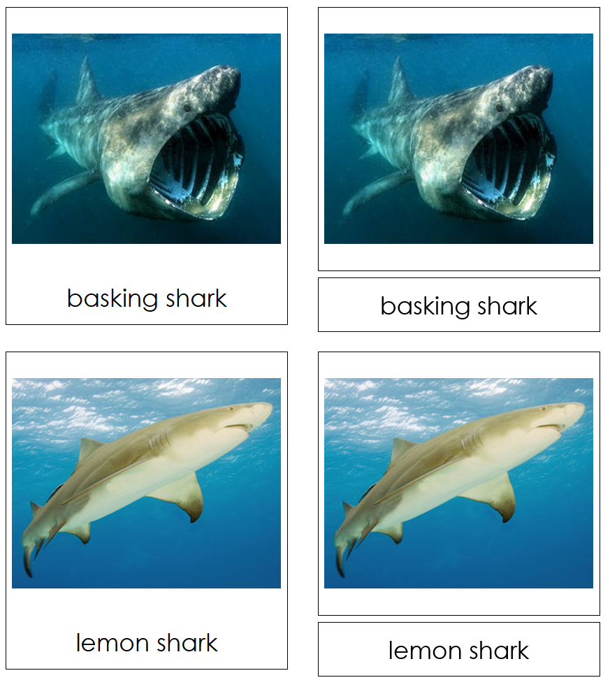Types of Sharks 3-Part Cards by Montessori Print Shop