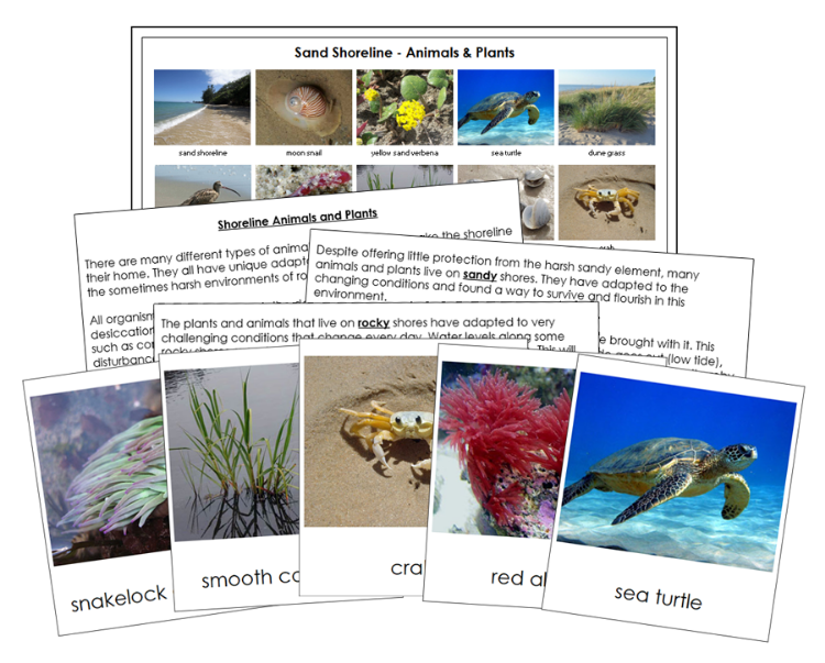 Shoreline Animals & Plants - Montessori Print Shop Digital Download