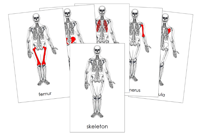 Parts of a Skeleton 3-Part Nomenclature Cards - Montessori Print Shop Digital Download 