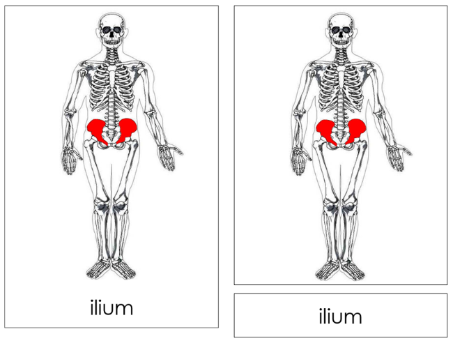 Parts of a Skeleton 3-Part Nomenclature Cards - Montessori Print Shop Digital Download 