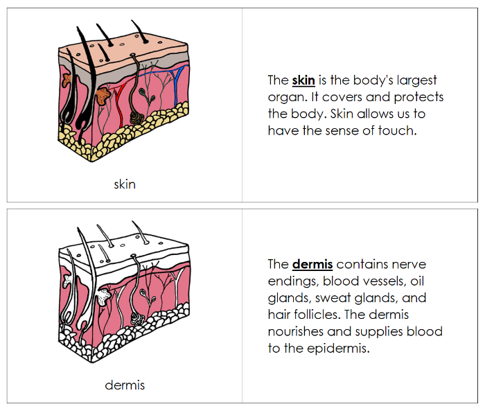 Skin Nomenclature Book - Montessori Print Shop Digital Download