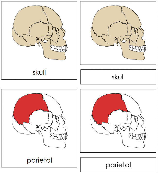 Parts of a Skull 3-Part Nomenclature Cards (red) - Montessori Print Shop Digital Download