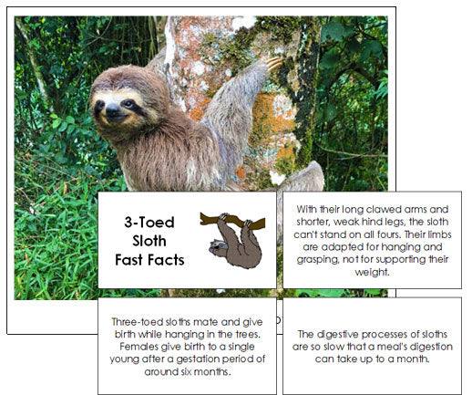 Sloth Fast Fact Cards - Montessori Print Shop