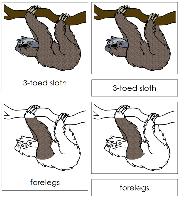 Parts of a Sloth 3-Part Nomenclature Cards by Montessori Print Shop