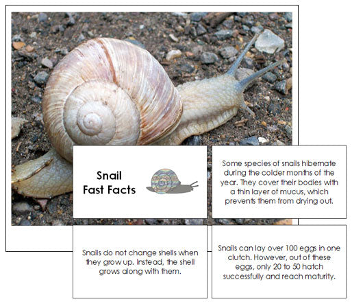 Snail Fast Facts & Pictures - Montessori Print Shop