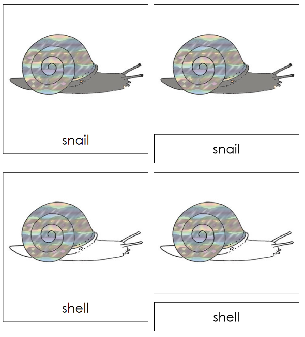 Parts of a Snail 3-Part Nomenclature Cards by Montessori Print Shop